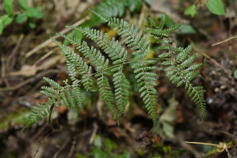 Dryopteris pseudocaenopteris photo 2