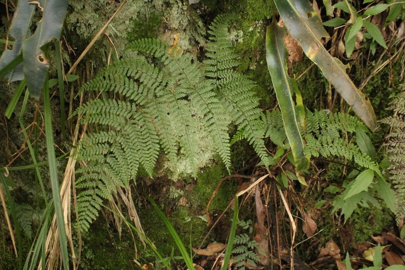 Dryopteris pseudocaenopteris photo 3