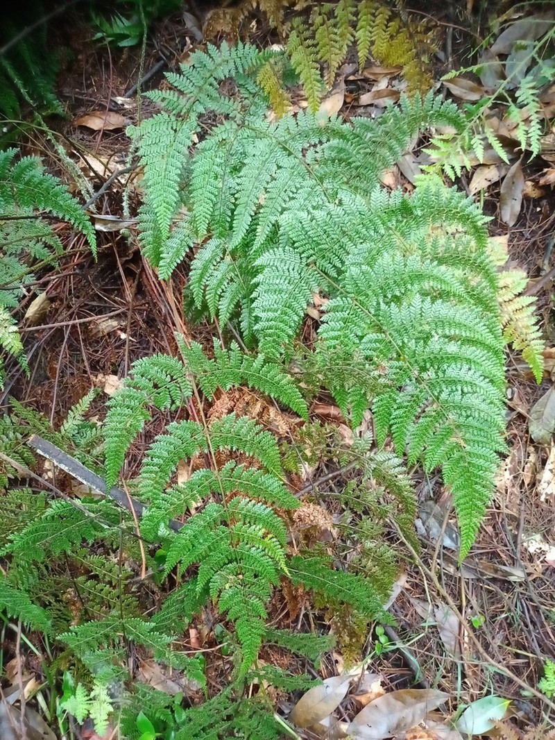 Dryopteris pseudocaenopteris photo 4