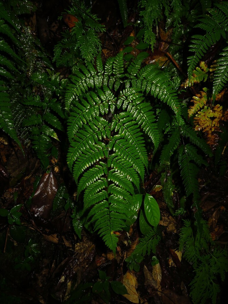 Dryopteris pseudocaenopteris photo 5