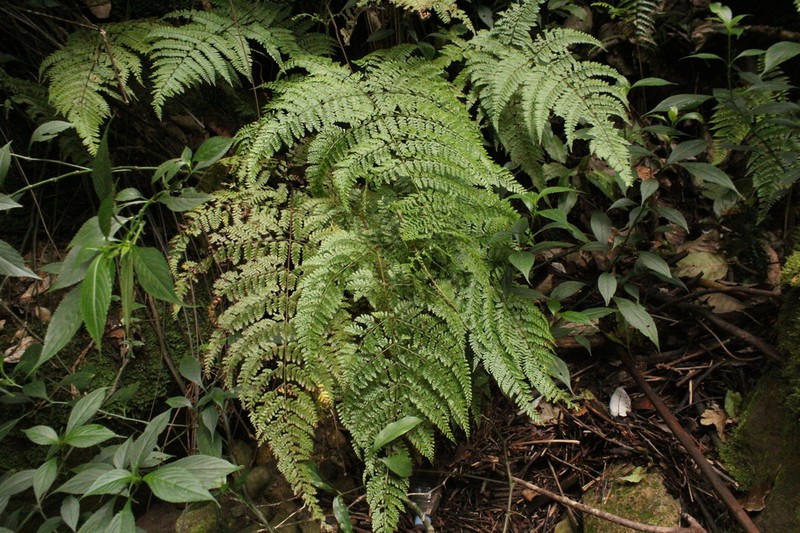 Dryopteris pseudocaenopteris photo 6