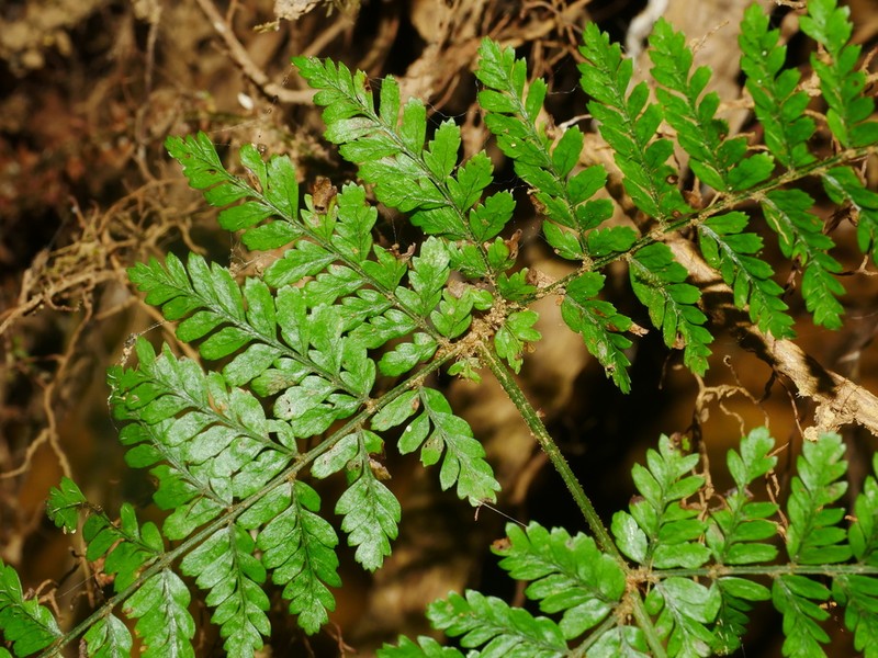 Dryopteris pseudocaenopteris photo 7