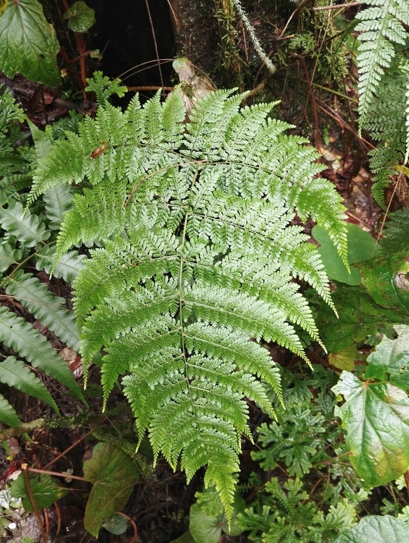 Dryopteris pseudocaenopteris photo 8
