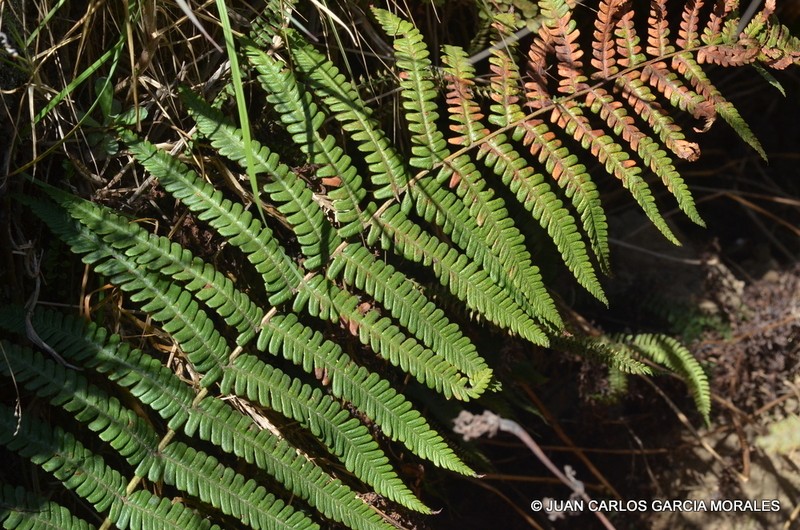 Dryopteris pseudofilix-mas