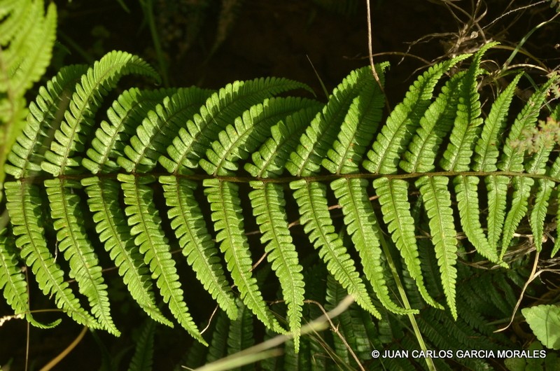 Dryopteris pseudofilix-mas photo 2