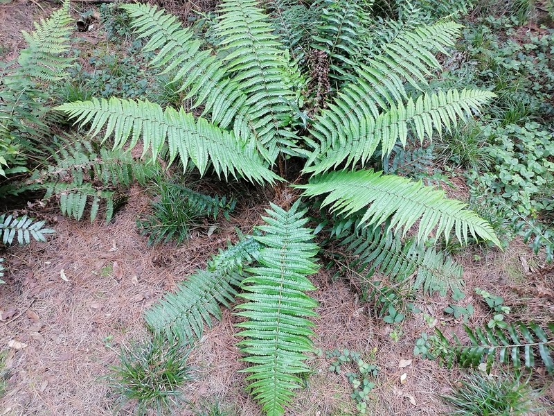 Dryopteris pseudofilix-mas photo 3