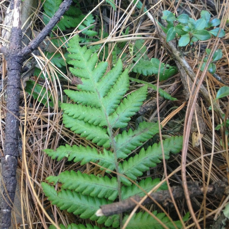 Dryopteris pseudofilix-mas photo 4