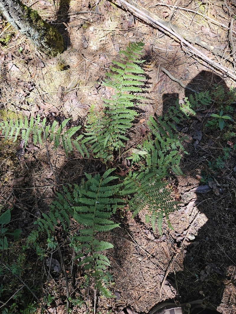 Dryopteris pseudofilix-mas photo 5