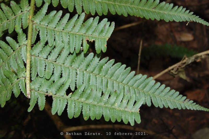 Dryopteris pseudofilix-mas photo 7
