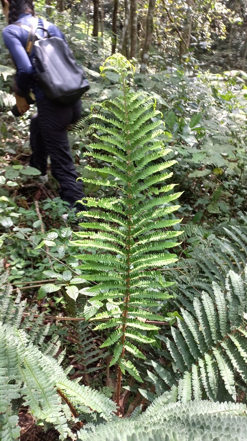 Dryopteris pseudofilix-mas photo 8