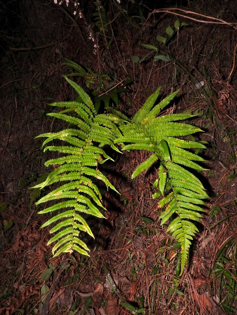Dryopteris pseudolunanensis