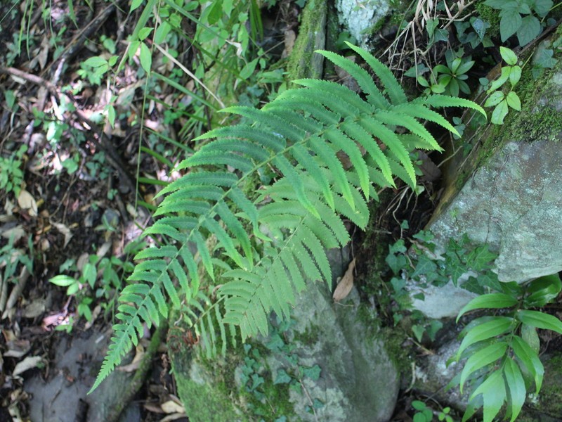 Dryopteris pseudolunanensis photo 2