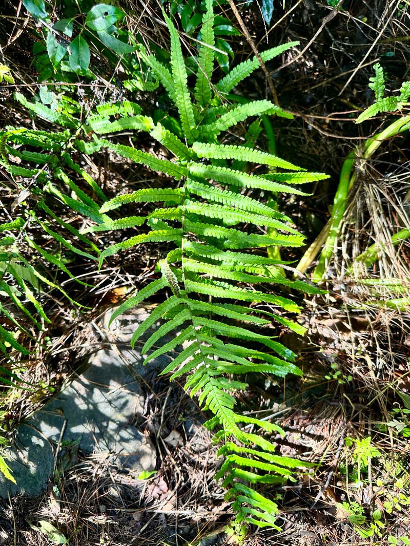 Dryopteris pseudolunanensis photo 3