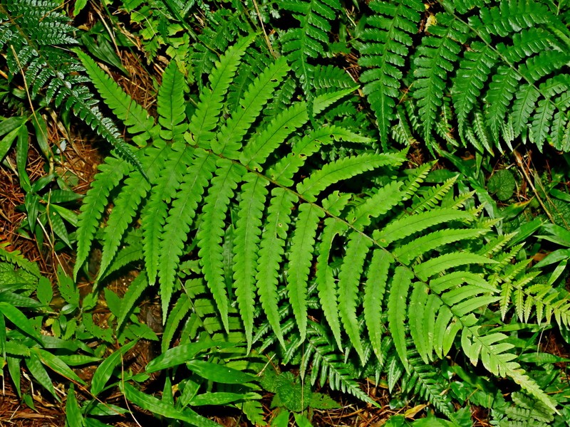 Dryopteris pseudolunanensis photo 4