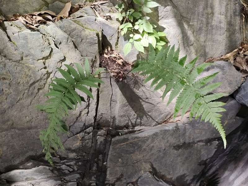 Dryopteris pseudolunanensis photo 5