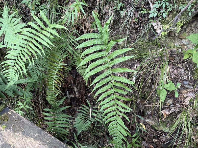 Dryopteris pseudolunanensis photo 6