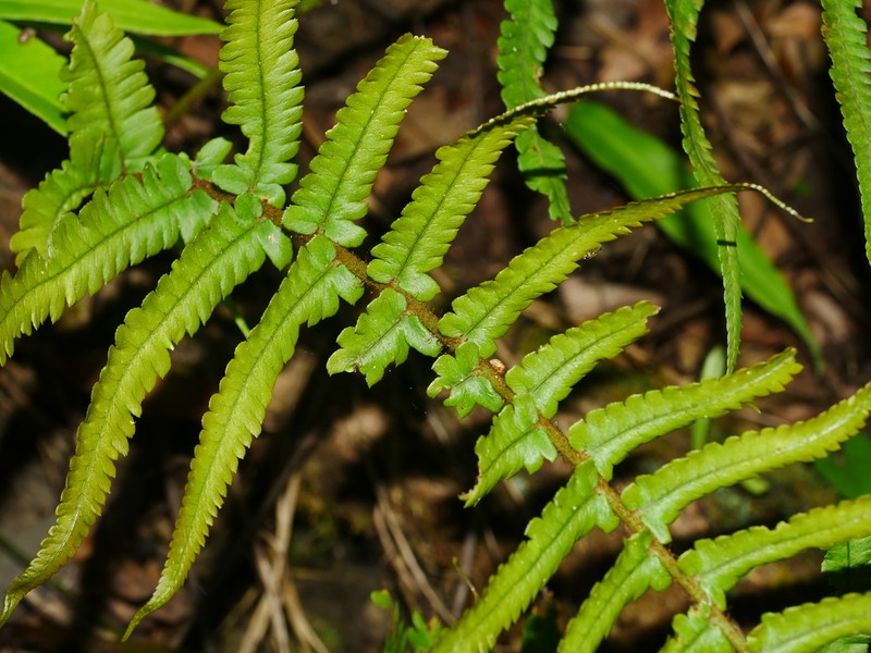 Dryopteris pseudolunanensis photo 7