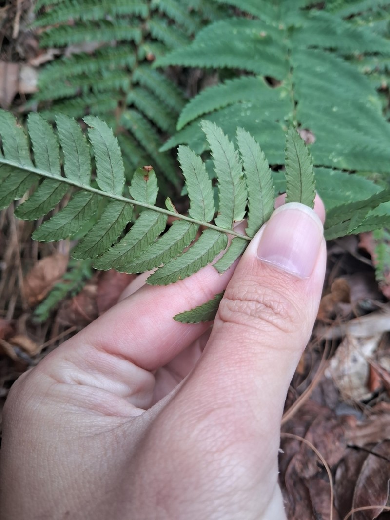 Dryopteris pseudolunanensis photo 8