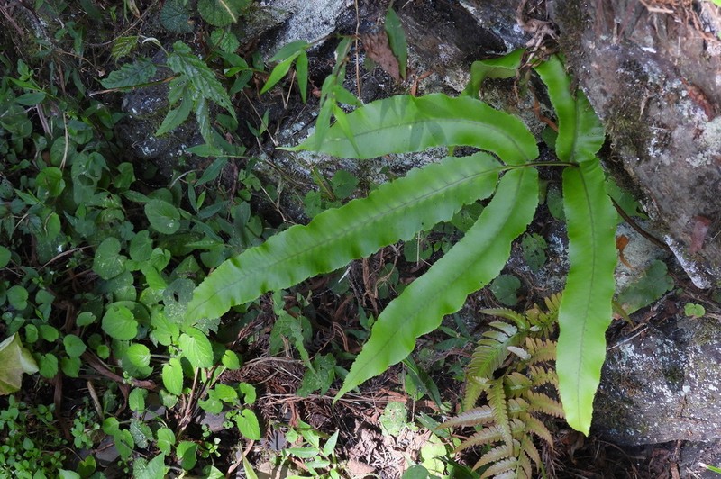 Dryopteris pseudosieboldii