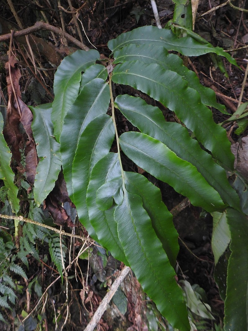 Dryopteris pseudosieboldii photo 2