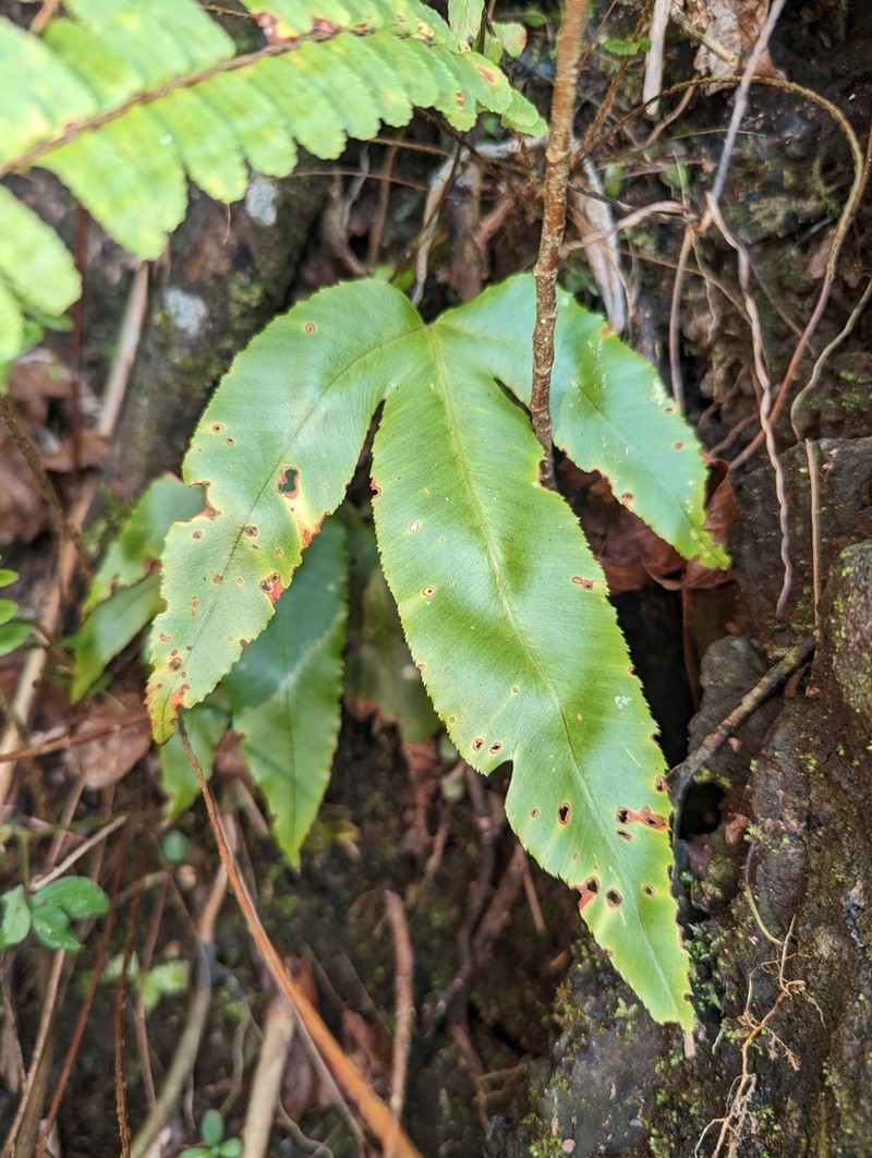Dryopteris pseudosieboldii photo 3