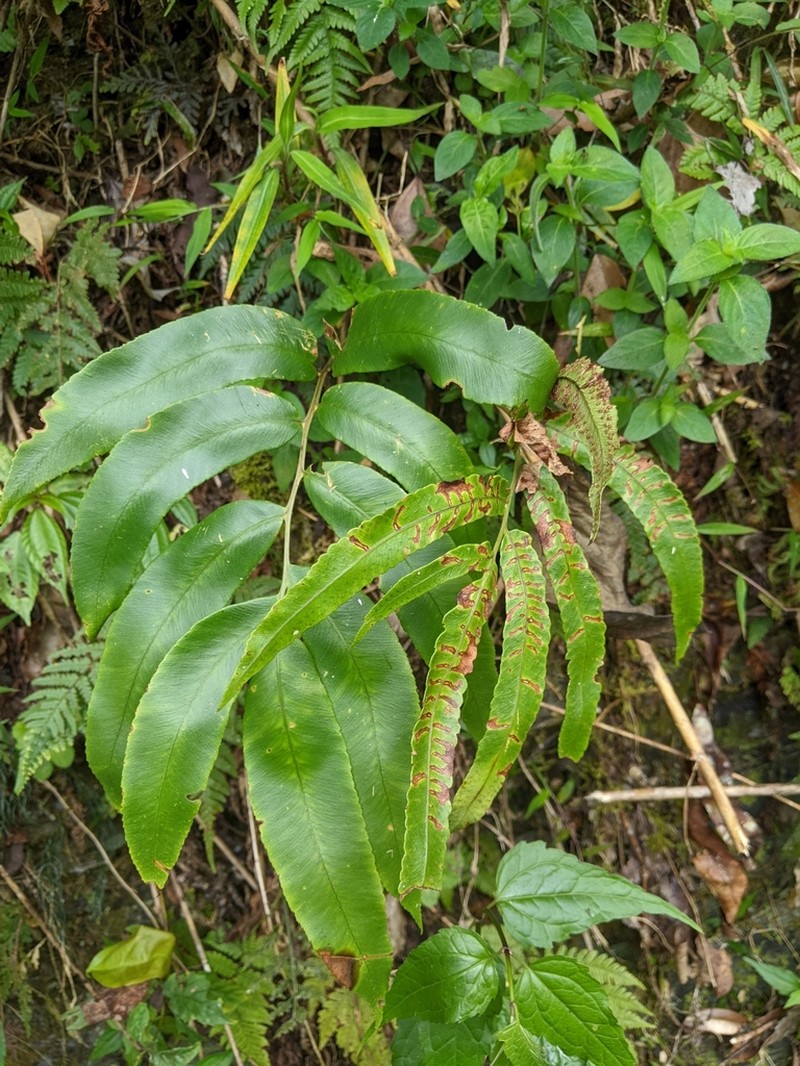Dryopteris pseudosieboldii photo 4