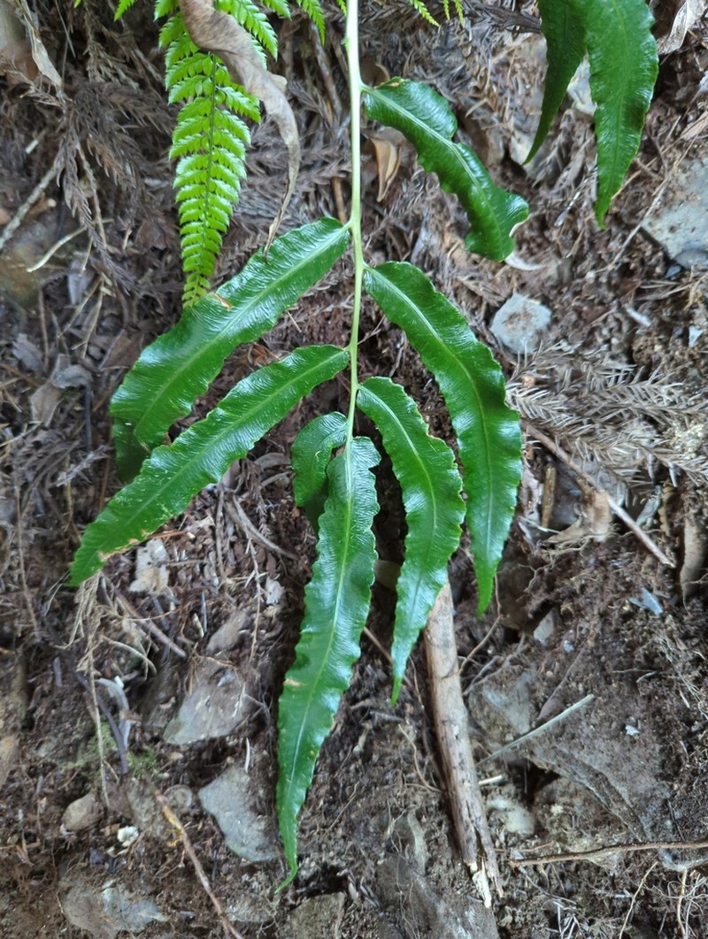Dryopteris pseudosieboldii photo 5