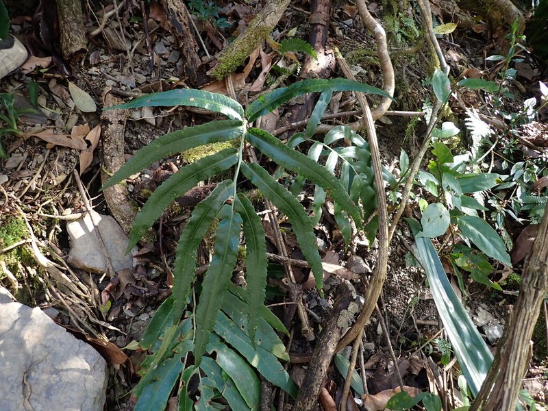 Dryopteris pseudosieboldii photo 6