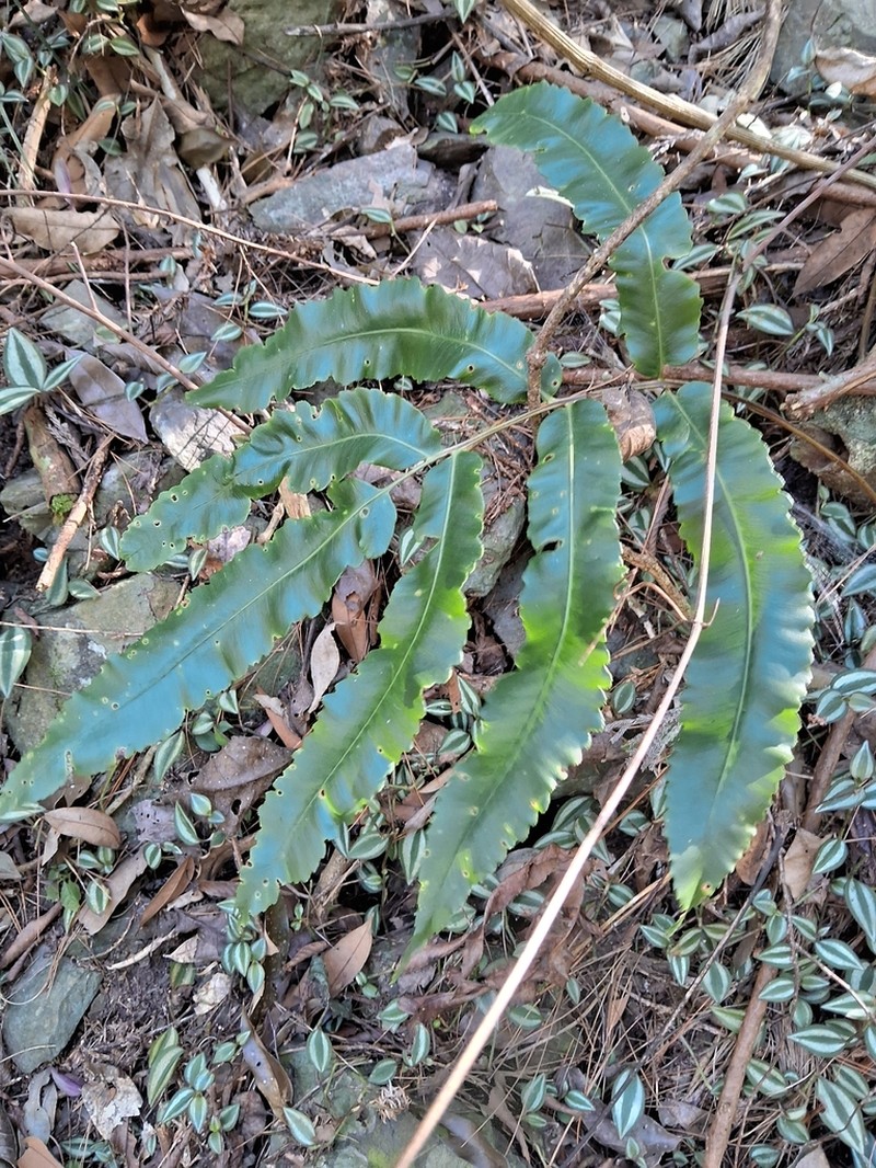 Dryopteris pseudosieboldii photo 7