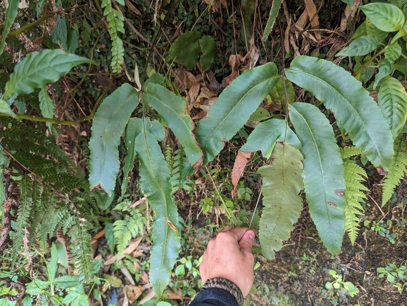 Dryopteris pseudosieboldii photo 8