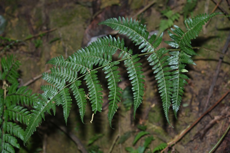 Dryopteris pseudosparsa