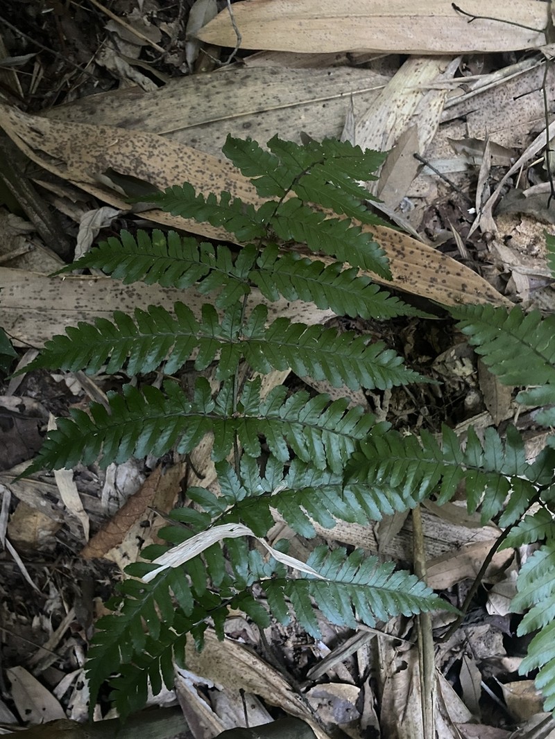 Dryopteris pseudosparsa photo 2