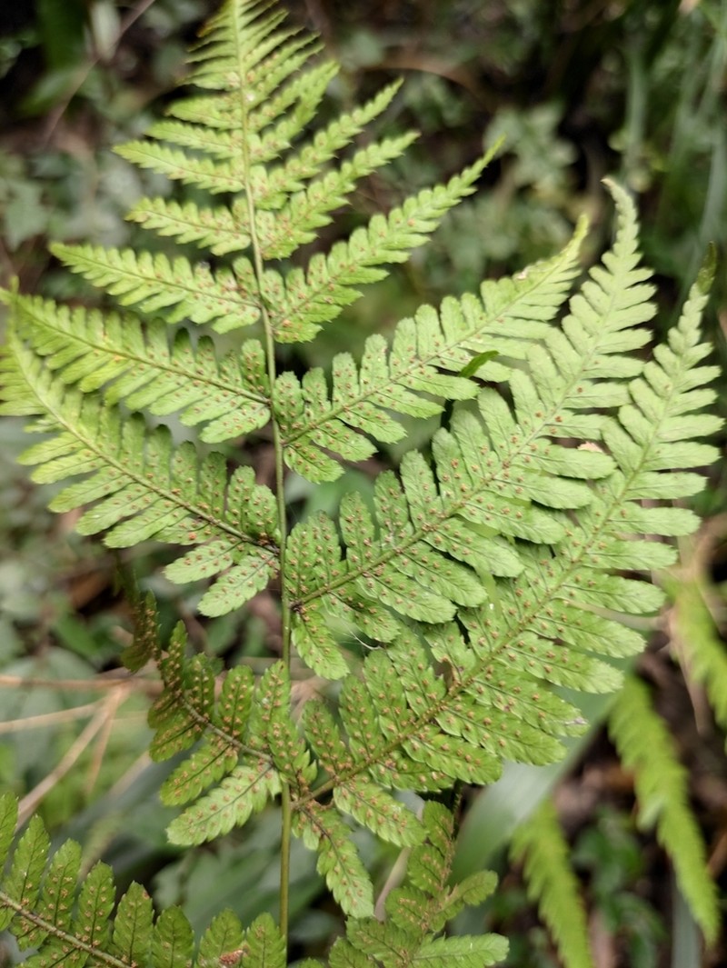 Dryopteris pseudosparsa photo 3