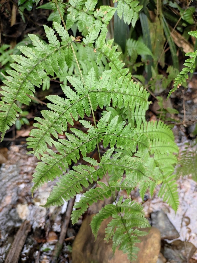 Dryopteris pseudosparsa photo 4