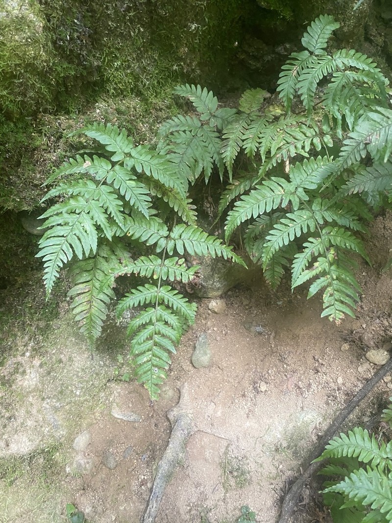 Dryopteris pseudosparsa photo 5