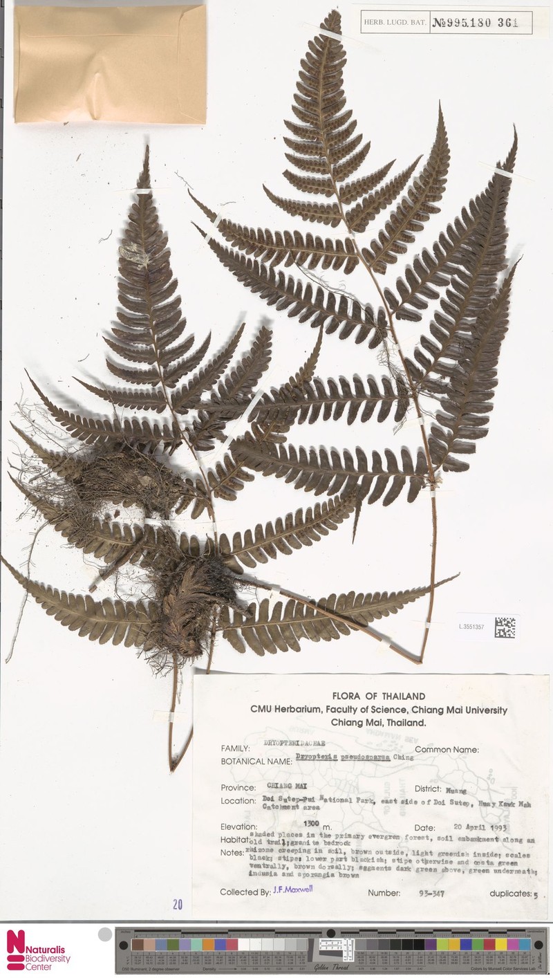 Dryopteris pseudosparsa photo 6