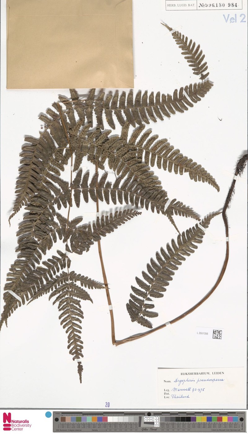 Dryopteris pseudosparsa photo 7