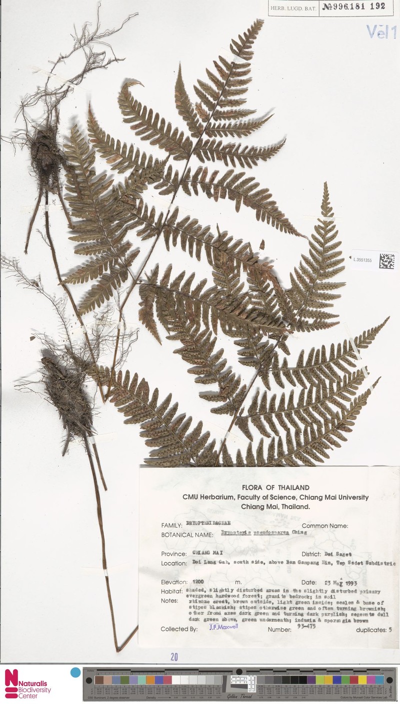 Dryopteris pseudosparsa photo 8