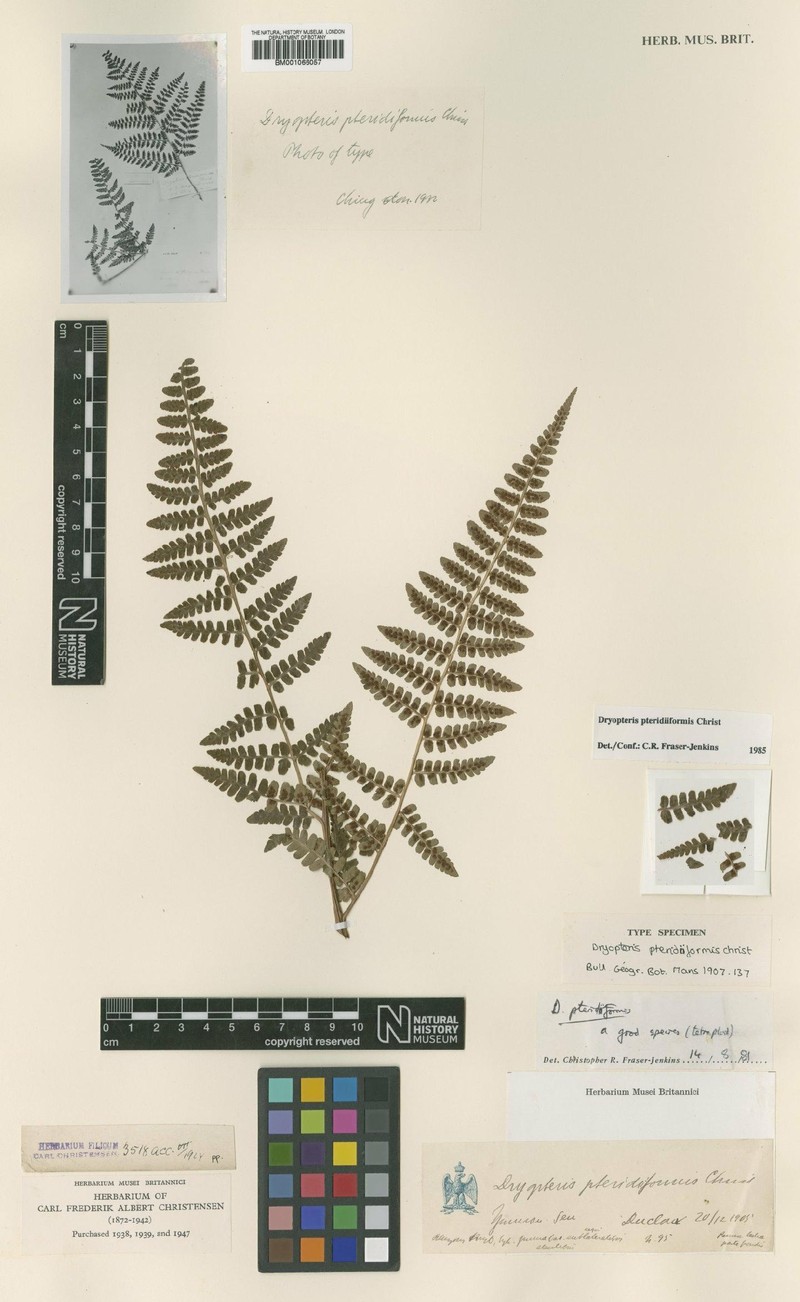 Dryopteris pteridiiformis