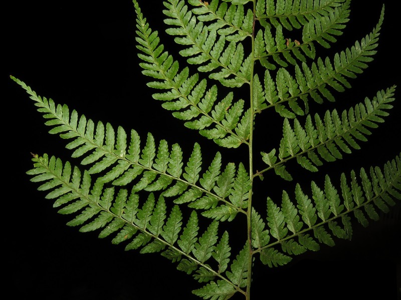 Dryopteris pulvinulifera