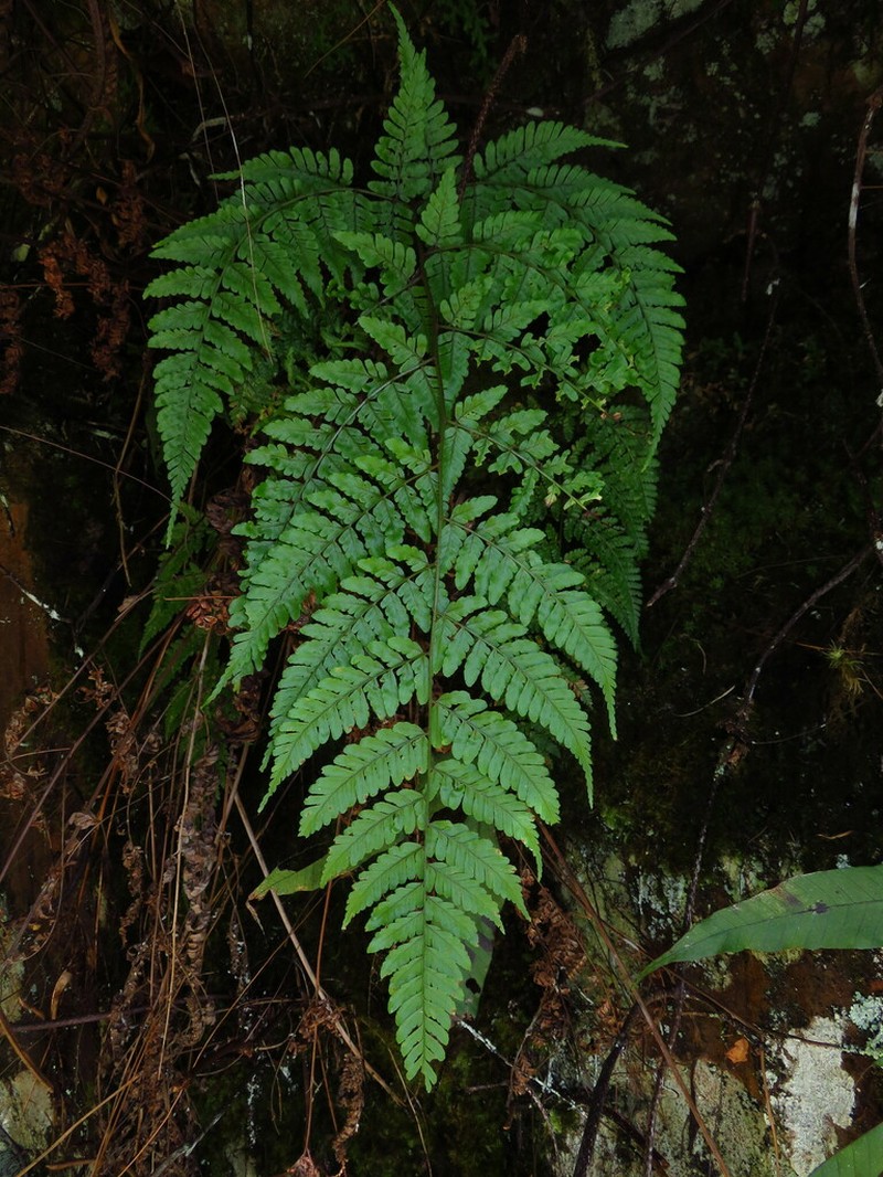 Dryopteris pulvinulifera photo 2