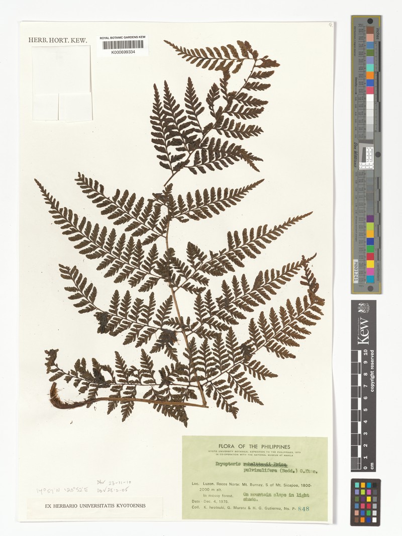 Dryopteris pulvinulifera photo 3