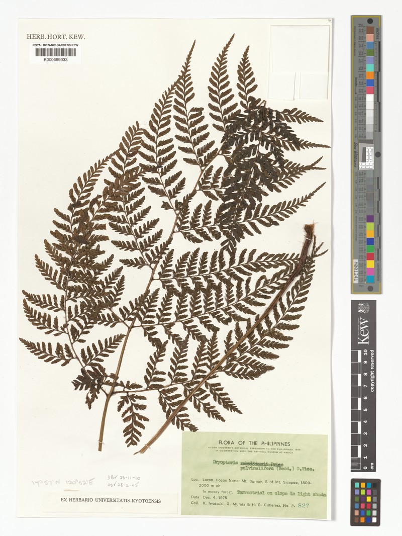Dryopteris pulvinulifera photo 4