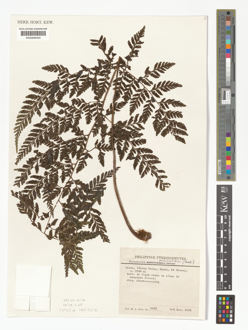 Dryopteris pulvinulifera photo 5