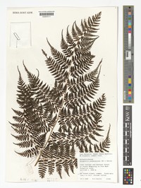 Dryopteris purpurascens
