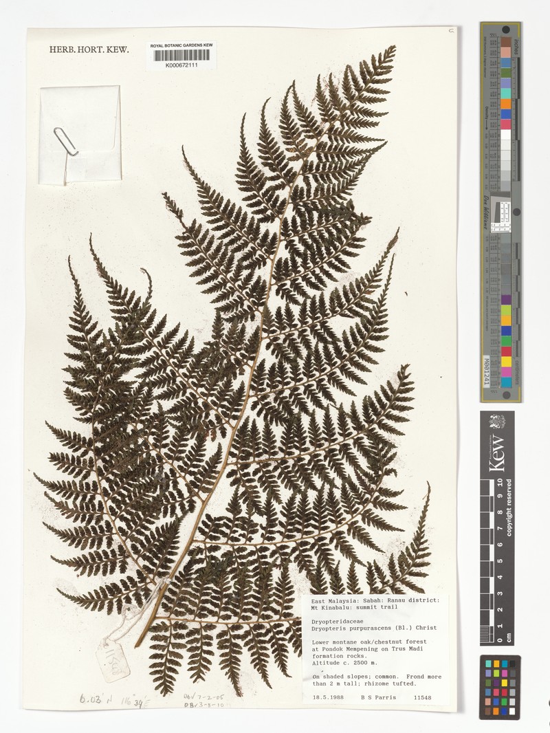 Dryopteris purpurascens