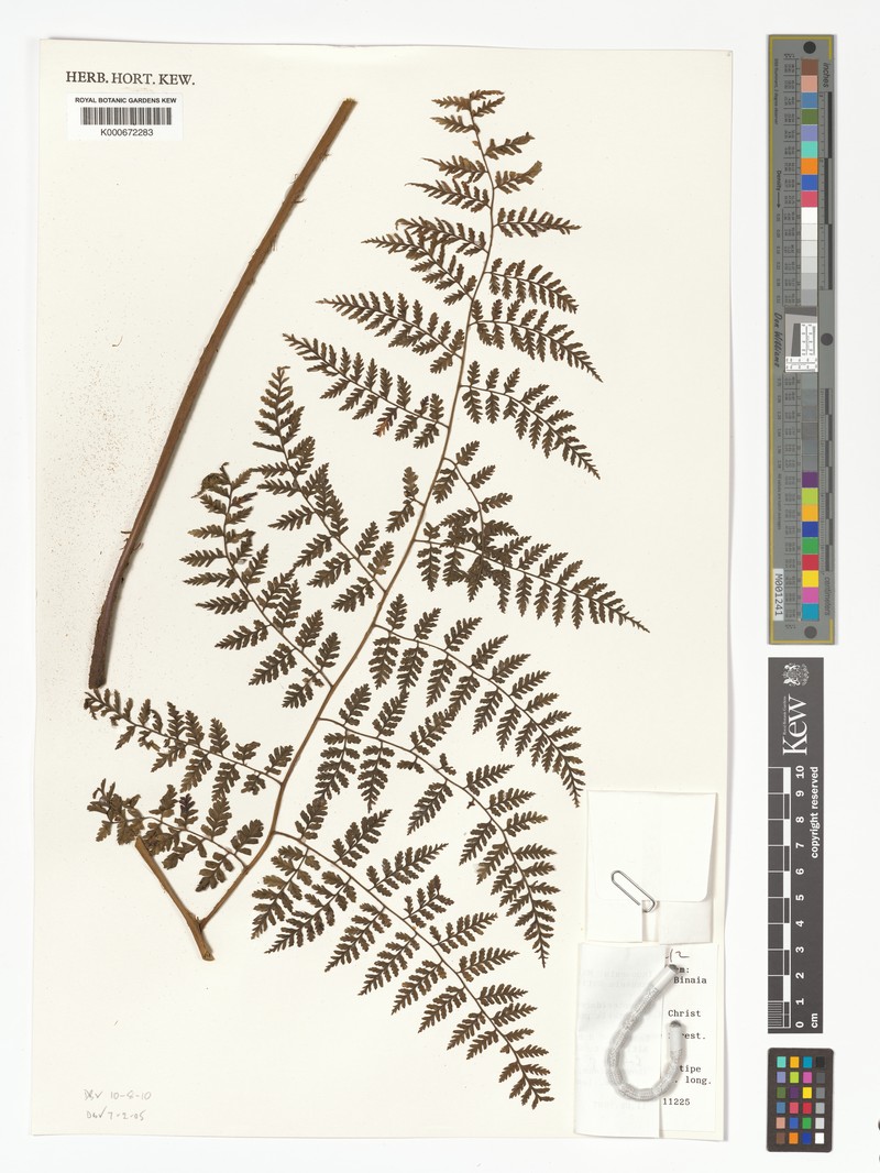 Dryopteris purpurascens photo 2