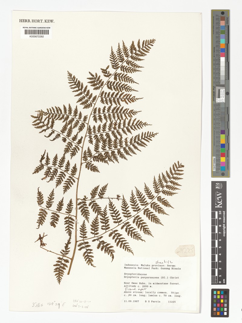 Dryopteris purpurascens photo 3