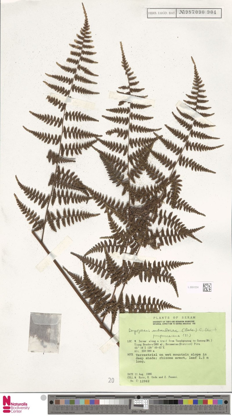 Dryopteris purpurascens photo 4