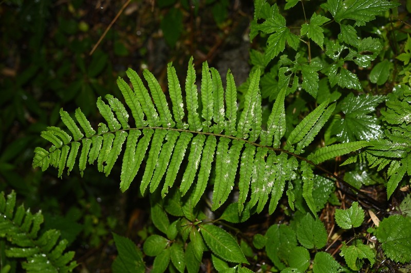 Dryopteris pycnopteroides photo 2